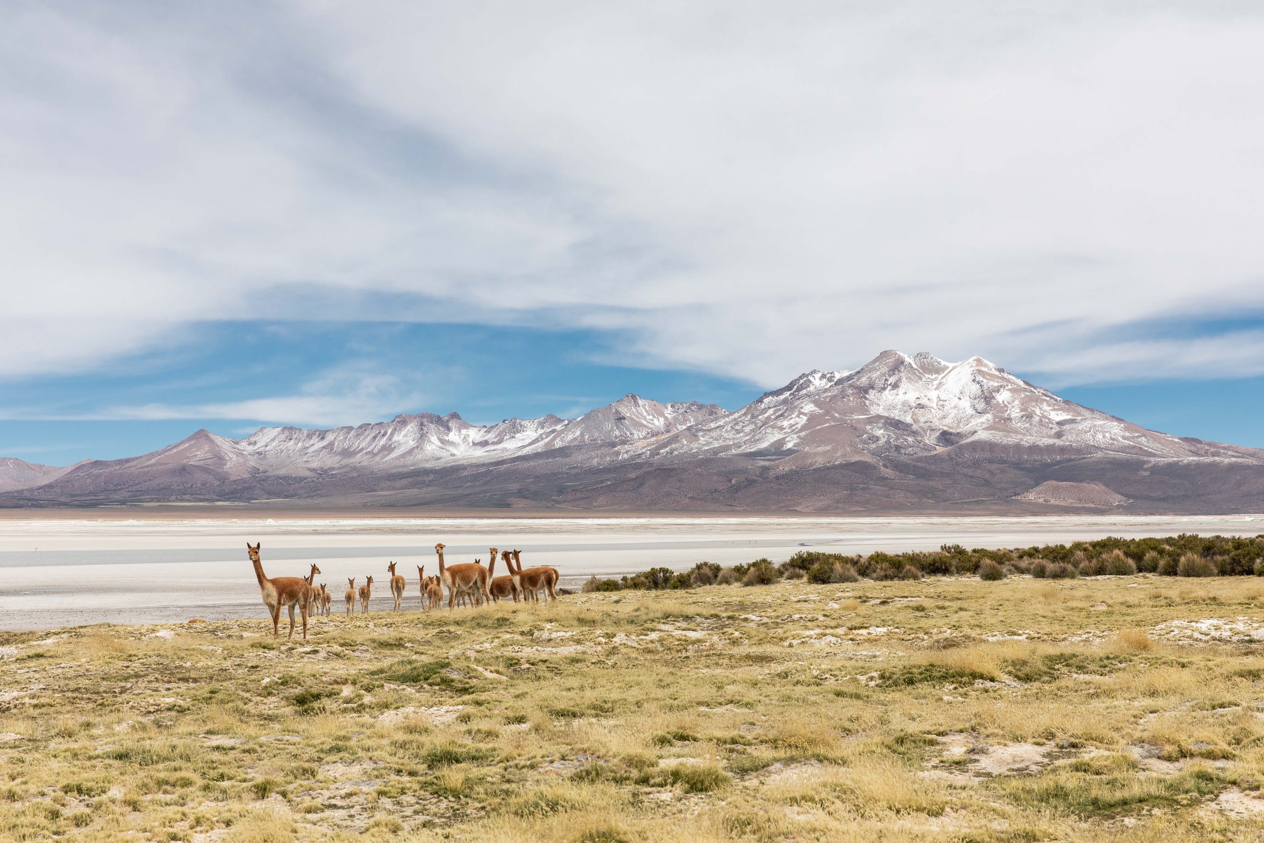 20 vicuñas + salar